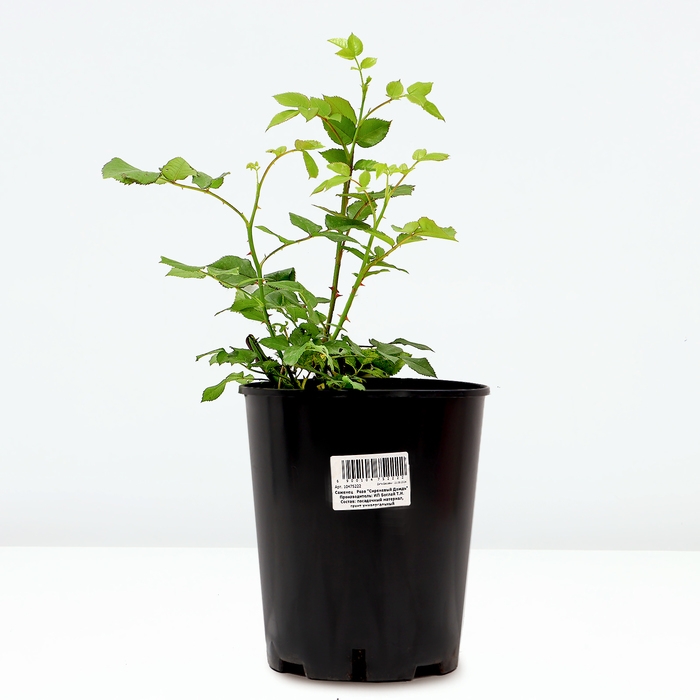 Саженец Розы Саженец Розы "Сиреневый Дождь", Горшок С4 Лето 2024