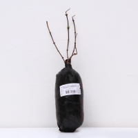 Жасмин садовый (Чубушник) "Миннесота Сноуфлэйк" 1 шт, туба, Весна 2025 Жасмин садовый (Чубушник) "Миннесота Сноуфлэйк" 1 шт, туба, Весна 2025