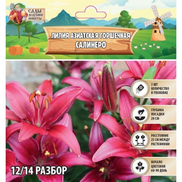 Лилия Азиатская горшечная Лилия Азиатская горшечная "Салинеро", р-р 12/14, 3 шт,