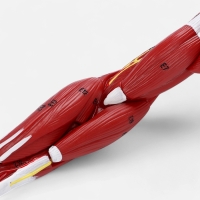 Макет "Рука, мышечное строение" 38см Макет "Рука, мышечное строение" 38см