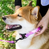 Набор &laquo;Нежность&raquo;, застёжка - фастекс, поводок 2 м и ошейник 28-46 см