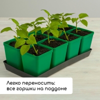 Набор для рассады: стаканы по 600 мл (8 шт.), поддон 36 &times; 18 см, цвет МИКС, Greengo