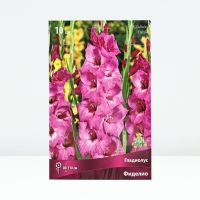 Гладиолус крупноцветковый &laquo;Фиделио&raquo;,луковица цветов в пакете, р-р 10/12, 10 шт.