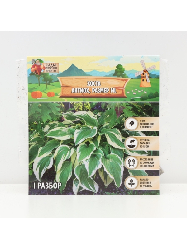 Хоста Antioch, корневище в пакете с торфогрунтом, р-р I, размер ML,1 шт.