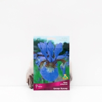 Ирис сибирский "Цезарс Бразе", 1 шт, р-р I, Весна 2025