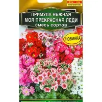 Семена цветов Примула Моя прекрасная леди, смесь сортов Мн С. Farao Золотая серия, Ц/П,7 шт. 1094587