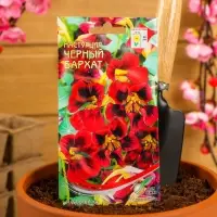 Семена цветов  Настурция "Черный Бархат", 9 шт