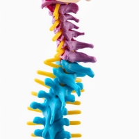 Макет "Позвоночник, тазовые кости" цветной 38см Макет "Позвоночник, тазовые кости" цветной 38см