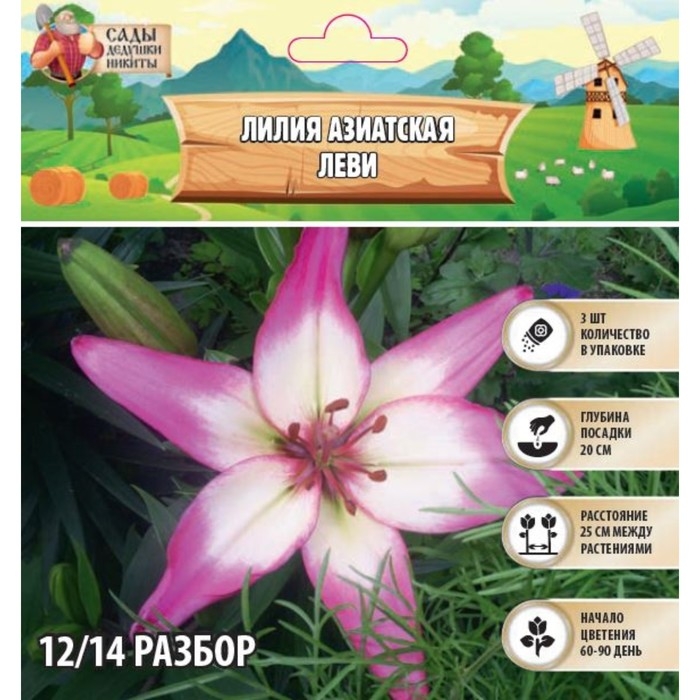Лилия Азиатская Лилия Азиатская "Леви", р-р 12/14, 3 шт,