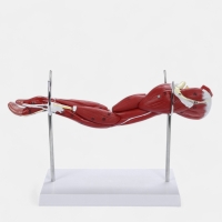 Макет "Рука, мышечное строение" 38см Макет "Рука, мышечное строение" 38см