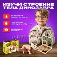 Набор для опытов &laquo;Диномир: Трицератопс&raquo;, строение тела динозавра, 33 детали