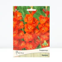 Гладиолус крупноцветковый &laquo;Эдванс&raquo;, луковица цветов в пакете с перфорацией, р-р 10/12, 3 шт.