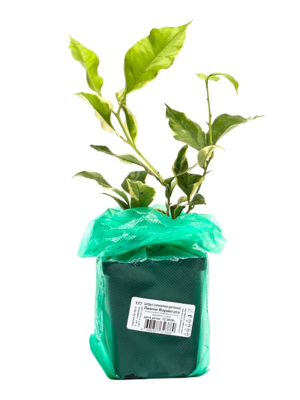 Цитрус "Лимон Вариегата", туба, 1 шт, Весна 2025