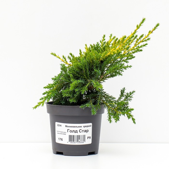 Можжевельник средний "Голд Стар", Р9, 1шт, h 3-20 см, Осень 2024