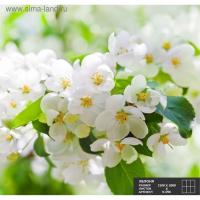 Фотообои К-096 &laquo;Яблоня&raquo; (6 листов), 210 &times; 200 см