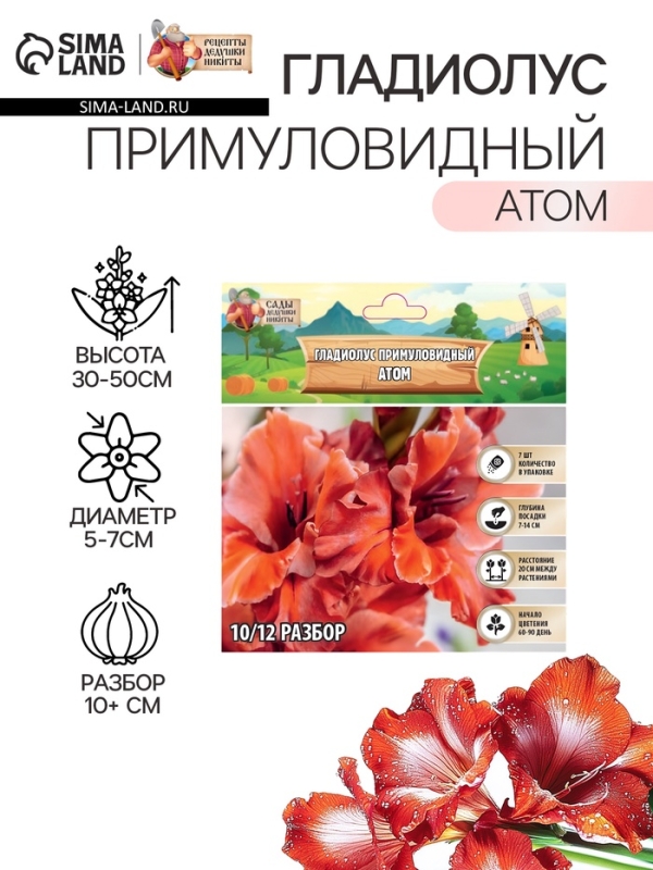 Гладиолус примуловидный &laquo;Атом&raquo;, луковица цветов в пакете с перфорацией, р-р 10+, 7 шт.