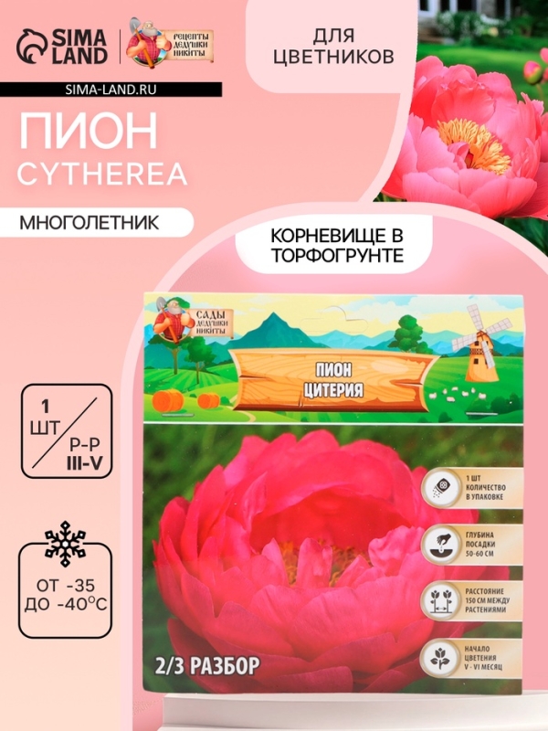 Пион Cytherea, корневище в пакете с торфогрунтом, р-р 2/3, 1 шт.