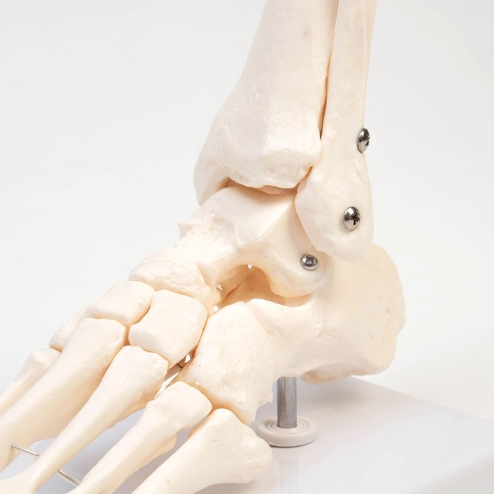 Макет "Голеностопный сустав" 25*11*11см
