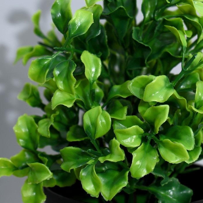 Бонсай в горшке Бонсай в горшке "Крупнолист" 19 см