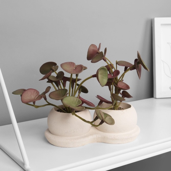 Бонсай в горшке Бонсай в горшке "Пеперомия элит" (мягкий лист) двойной, 12х14 см