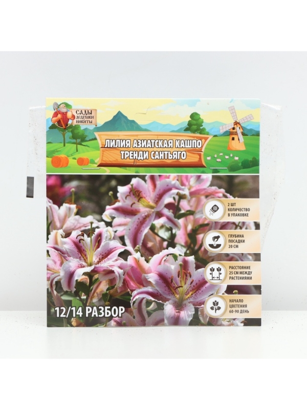 Лилия Азиатская Кашпо Trendy Santiago, луковица в пакете с перфорацией, р-р 12/14, 2 шт.