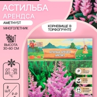 Астильба Арендса Amethyst многолетник, корневище в торфогрунте, р-р II, 2 шт.