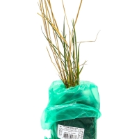 Ячмень гривастый, туба, 1 шт, Весна 2025