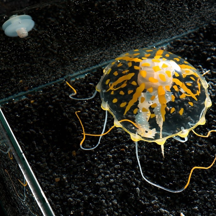 Декор для аквариума Декор для аквариума "Медуза" силиконовая, флуоресцентная, 10 х 10 х 20,5 см, оранжевая