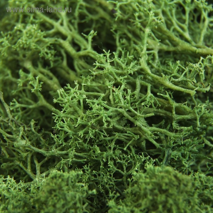 Мох стабилизированный "Тёмно-зелёный" 45 гр (+-5 гр).