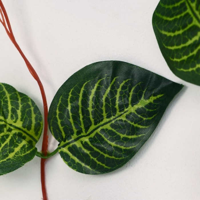 Лиана Лиана "Светлые прожилки" 250 см