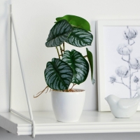 Бонсай в горшке &laquo;Филодендрон&raquo; 7,5х20 см, микс горшка