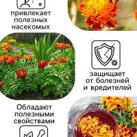 Семена цветов Бархатцы "Болеро", 0,2 г