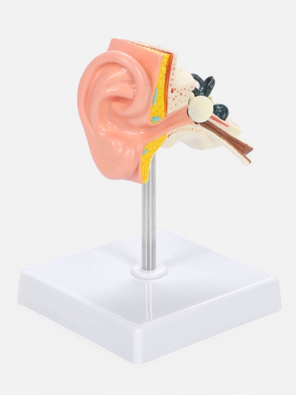 Макет "Ухо в разрезе" 9*7*4см