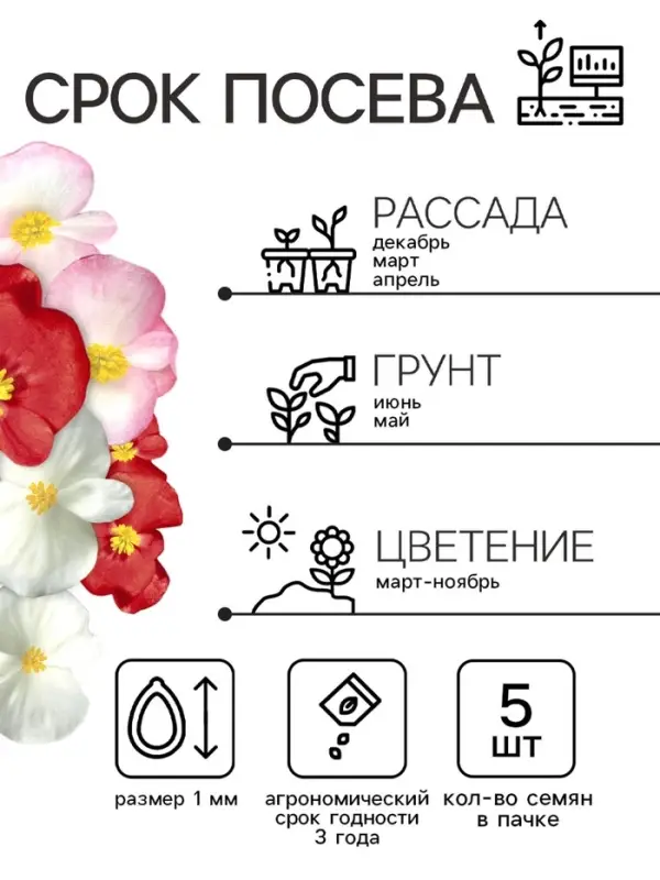 Бегония Бада бум F1, смесь сортов 5 шт  (2027; 71.96.02 /1)