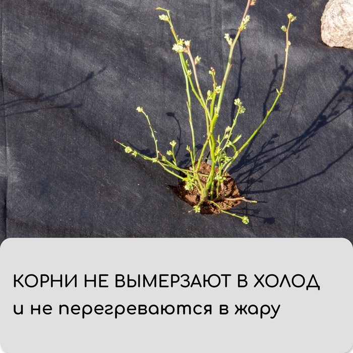 Материал мульчирующий, с перфорацией, 10 &times; 0,8 м, плотность 80 г/м&sup2;, спанбонд с УФ-стабилизатором, чёрный, Greengo, Эконом 30%