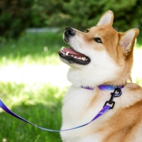 Ошейник «Даже на краю света», застёжка - фастекс, 2 см 25-40 см Ошейник «Даже на краю света», застёжка - фастекс, 2 см 25-40 см