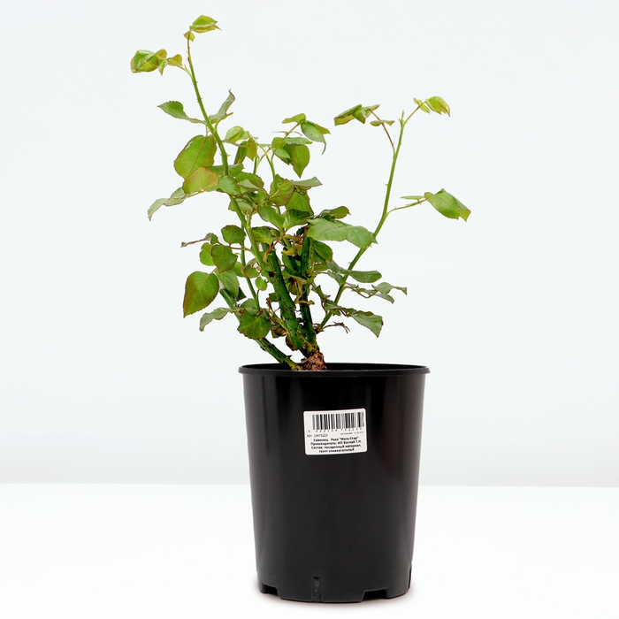 Саженец Розы Саженец Розы "Мега Стар", Горшок С4, Лето 2024