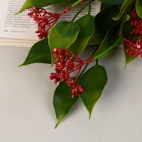 Букет "Хойя публикалис" 32 см, микс