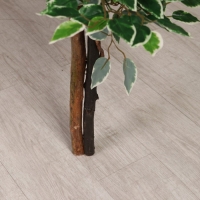 Дерево искусственное "Фикус Бенджамина" 165 см Дерево искусственное "Фикус Бенджамина" 165 см