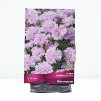 Астра новобельгийская &laquo;Фэллоушип&raquo;,корневище в торфогрунте, р-р I, 1 шт.