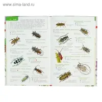 Лучший определитель. Насекомые России