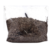 Флокс "Отэм Джой" р-р I, 2 шт, Весна 2025, ЭКОНОМ,