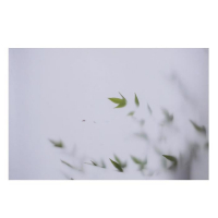 Фотофон двусторонний бумага 300 гр "Тень и листья" 57х87 см Фотофон двусторонний бумага 300 гр "Тень и листья" 57х87 см