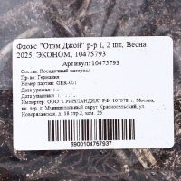 Флокс "Отэм Джой" р-р I, 2 шт, Весна 2025, ЭКОНОМ,