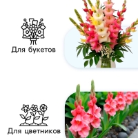 Гладиолус Низкорослый &laquo;Импрессив&raquo;, луковица цветов в пакете с перфорацией, р-р 10+, 7 шт.