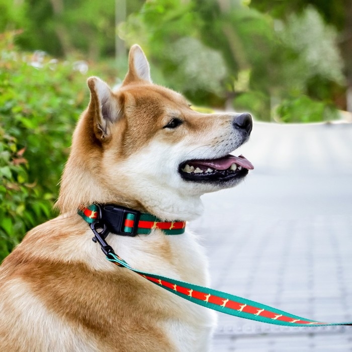 Ошейник &laquo;На стиле&raquo;, застёжка - фастекс, 2.5 см, 40-55 см