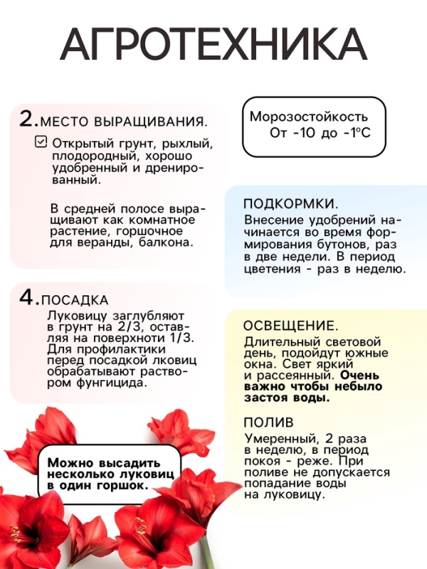 Амариллис Махровый Dancing Queen, многолетник, луковица, р-р 22/24, 1 шт.