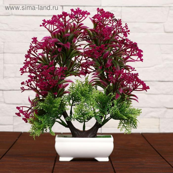 Бонсай в горшке "Остролист мелкие ягодки" 23х24 см, микс