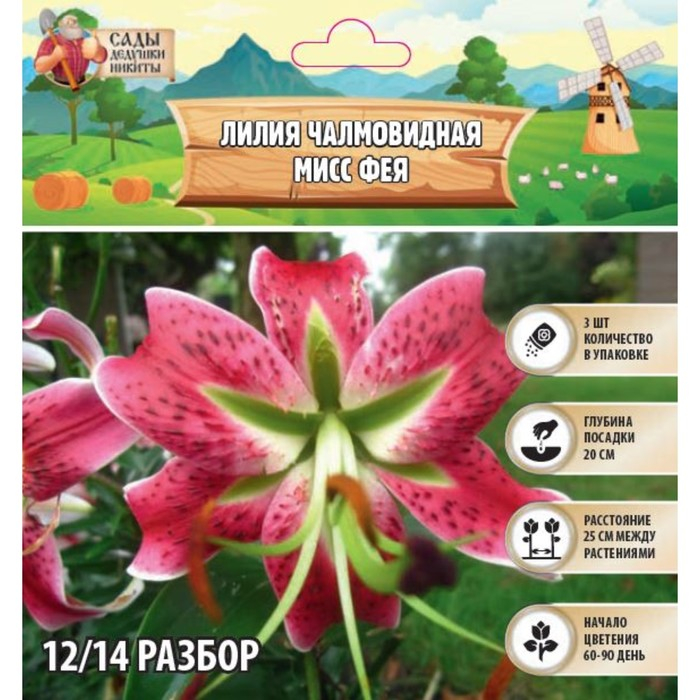 Лилия Чалмовидная Лилия Чалмовидная "Мисс Фея", р-р 12/14, 3 шт,