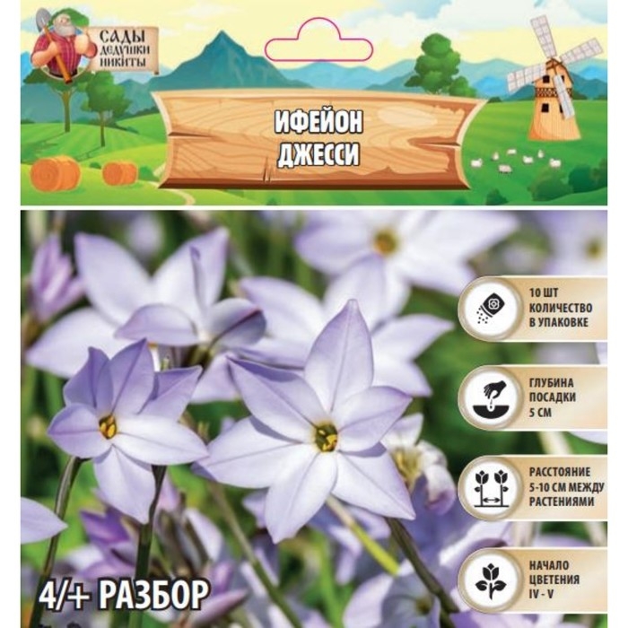 Ифейон Джесси, р-р 4/+, 10 шт, Осень 2024 Ифейон Джесси, р-р 4/+, 10 шт, Осень 2024